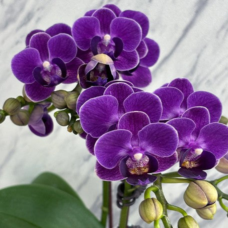 173701340133-Phal.%20Reyoung%20Ultra%20Violet%20%E8%8A%B12.jpg