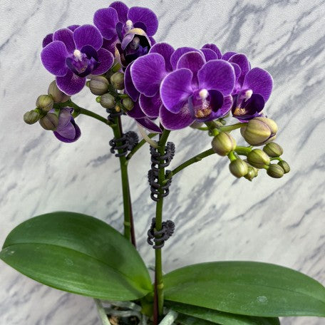173701340144-Phal.%20Reyoung%20Ultra%20Violet%20%E8%8A%B13.jpg