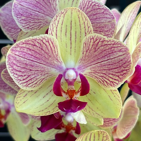 173701462233-Phal.%20Fangmei%20Sweet%20%E8%8A%B11.jpg