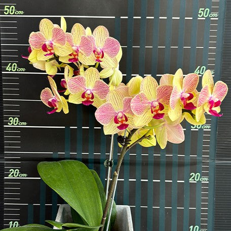173701462371-Phal.%20Fangmei%20Sweet%20%E8%8A%B12.jpg