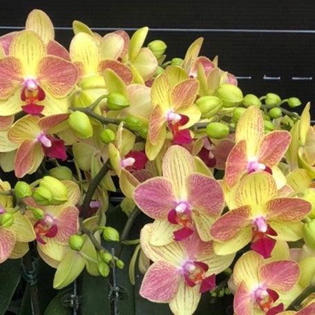 173701462393-Phal.%20Fangmei%20Sweet%20%E8%8A%B13.jpg
