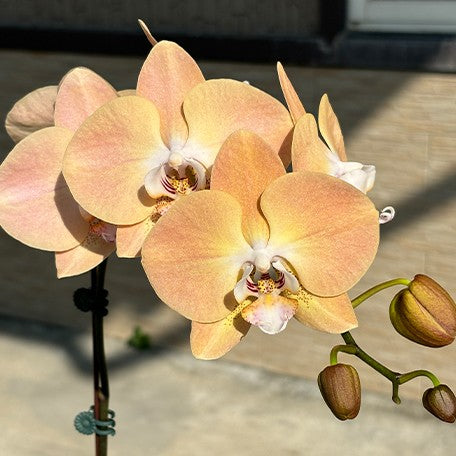 173701480579-Phal.%20%20Harck%20Antique%20%E8%8A%B12.jpg