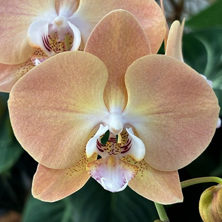 173701480593-Phal.%20%20Harck%20Antique%20%E8%8A%B11.jpg