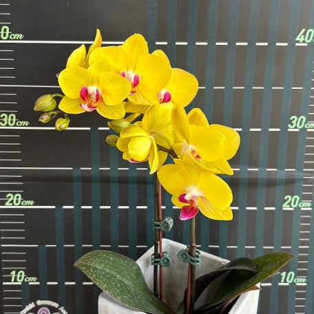 173701495238-Phal.%20OX%20Yellow%20Freed%20%E8%8A%B13.jpg