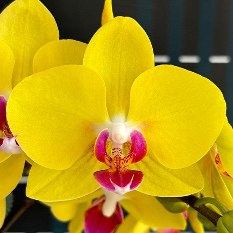 173701495240-Phal.%20OX%20Yellow%20Freed%20%E8%8A%B11.jpg