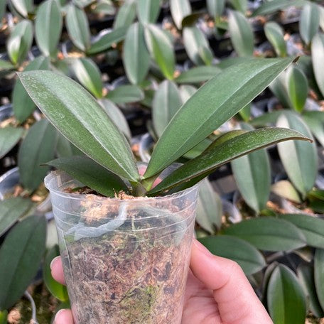 173701527126-Phal.%20OX%20Yellow%20Freed%20%E6%A4%8D%E6%A0%AA2.5''1.jpg