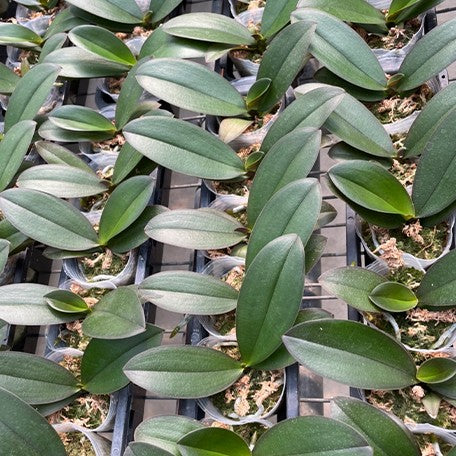 173701527175-Phal.%20OX%20Yellow%20Freed%20%E6%A4%8D%E6%A0%AA2.5''2.jpg