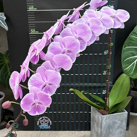173701629626-Phal.%20Miki%20Pink%20Planet%20'173'%20%E8%8A%B13.jpg