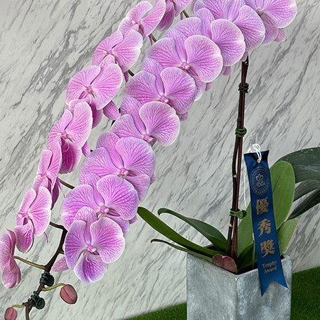 173701629638-Phal.%20Miki%20Pink%20Planet%20'173'%20%E8%8A%B14.jpg