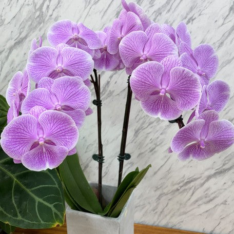 173701629678-Phal.%20Miki%20Pink%20Planet%20'173'%20%E8%8A%B15.jpg