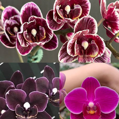 173701686536-Phal.%20Miki%20Black%20Angel%20'364'%20%E8%8A%B12.jpg