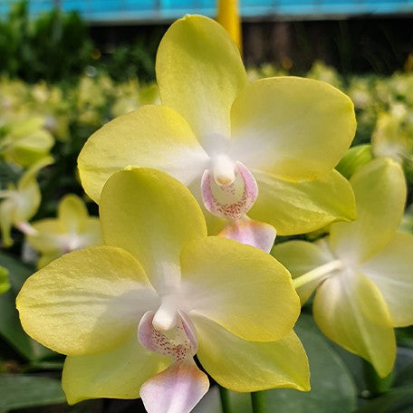 173702413169-Phal.%20Yellow%20Miracle%20%E8%8A%B12.jpg