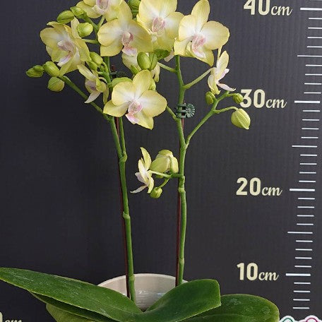 173702413193-Phal.%20Yellow%20Miracle%20%E8%8A%B13.jpg