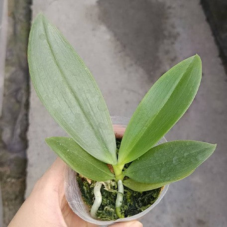 173710020011-Phal.%20tetraspis%20'Green'%20%E6%A4%8D%E6%A0%AA2.5''1.jpg