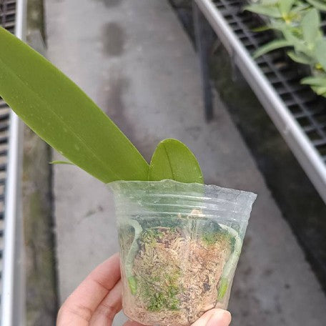 173710020093-Phal.%20tetraspis%20'Green'%20%E6%A4%8D%E6%A0%AA2.5''2.jpg