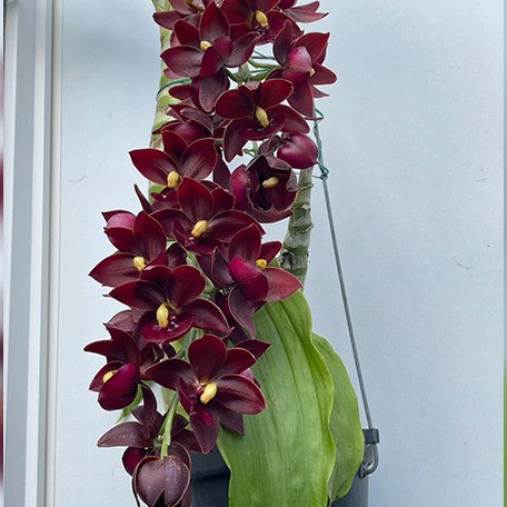 173710489328-Cycd.%20Taiwan%20Yellow%20Diamond%20'Wine'%20%E8%8A%B11.jpg