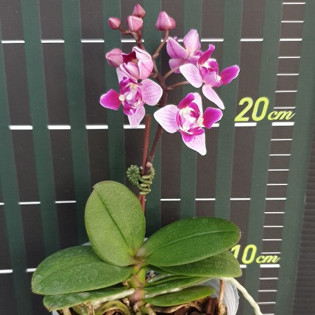 173754320114-Phal.%20Be%20Tris%20(peloric%20-%203%20lips)%20%E8%8A%B13.jpg