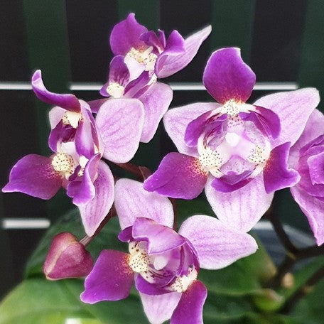 173754320163-Phal.%20Be%20Tris%20(peloric%20-%203%20lips)%20%E8%8A%B12.jpg