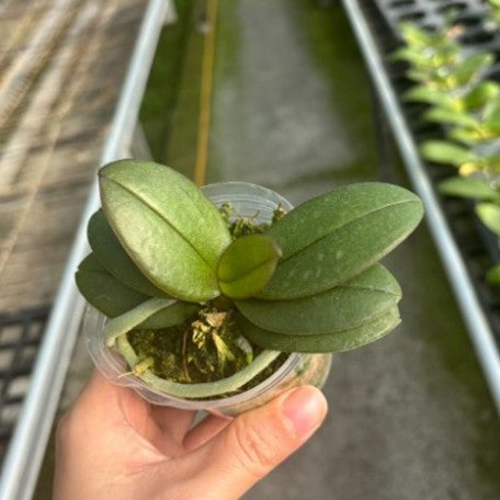 173754322018-Phal.%20Be%20Tris%20(peloric%20-%203%20lips)%20%E6%A4%8D%E6%A0%AA2.5''1.jpg