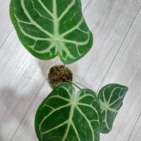 173872704322-Anthurium%20magnificum%20%E6%A4%8D%E6%A0%AA3''2.jpg