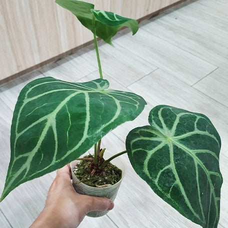 173872704326-Anthurium%20magnificum%20%E6%A4%8D%E6%A0%AA3''1.jpg