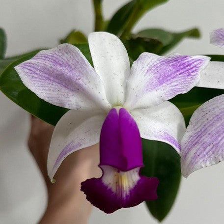 173874169065-C.%20violacea%20var.%20semi-alba%20flamea%20%C3%97%20sib%20%E8%8A%B11.jpg
