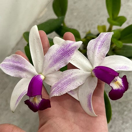173874169085-C.%20violacea%20var.%20semi-alba%20flamea%20%C3%97%20sib%20%E8%8A%B12.jpg