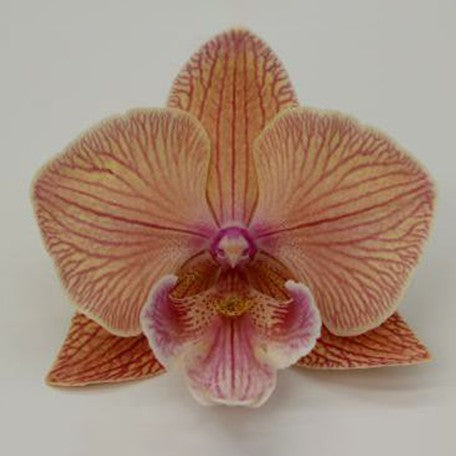 173882489470-Phal.%20Toffee%20Tease%20%E8%8A%B11.jpg