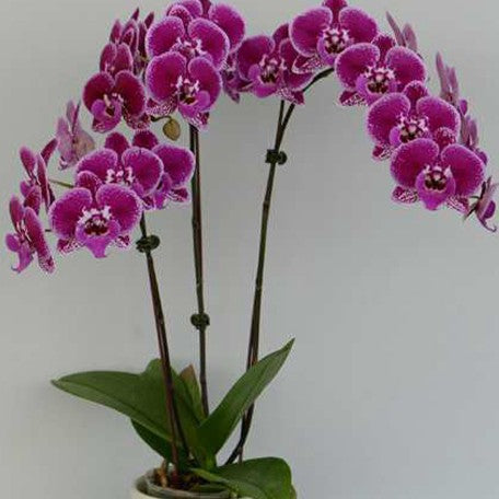 173882541769-Phal.%20Bossy%20Magenta%20%E8%8A%B12.jpg