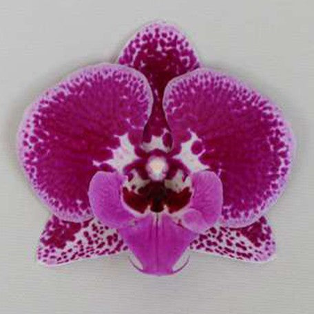 173882541784-Phal.%20Bossy%20Magenta%20%E8%8A%B11.jpg