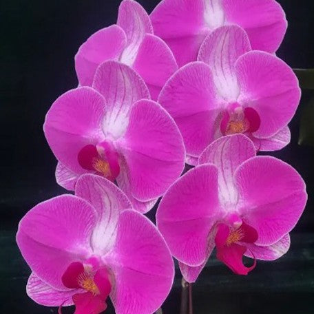173926463434-Phal.%20Pink%20Lover%20%E8%8A%B11.jpg
