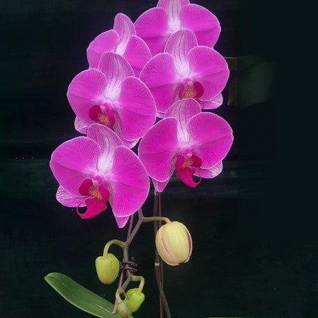 173926463480-Phal.%20Pink%20Lover%20%E8%8A%B12.jpg
