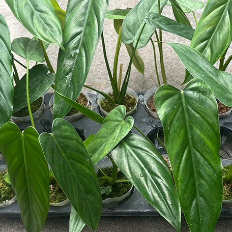 173943168136-Philodendron%20dolichogynium%20%E6%A4%8D%E6%A0%AA2.5''2.jpg