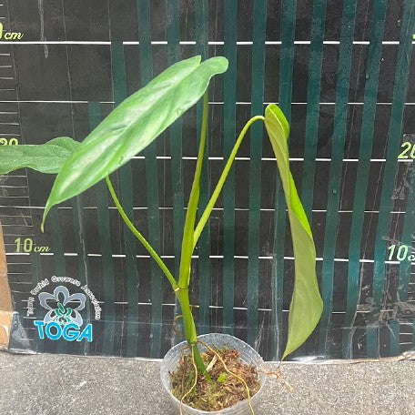 173943168180-Philodendron%20dolichogynium%20%E6%A4%8D%E6%A0%AA2.5''1.jpg