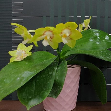 173977996811-Phal.%20Yaphon%20Christmas%20'335'%20%E8%8A%B15.jpg