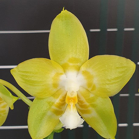 173977996850-Phal.%20Yaphon%20Christmas%20'335'%20%E8%8A%B12.jpg
