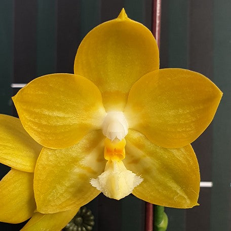 173977996886-Phal.%20Yaphon%20Christmas%20'335'%20%E8%8A%B14.jpg
