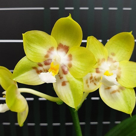 173977996898-Phal.%20Yaphon%20Christmas%20'335'%20%E8%8A%B13.jpg