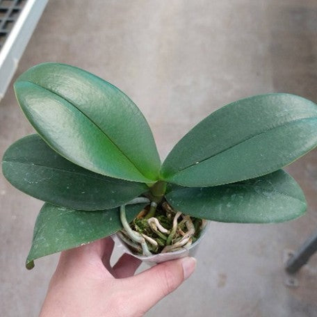 173978012118-Phal.%20Chi-Yueh%20Kaleidescope%20%E6%A4%8D%E6%A0%AA2.5''1.jpg