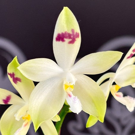 173984905239-Phal.%20tetraspis%20'Doodle'%20%E8%8A%B11.jpg