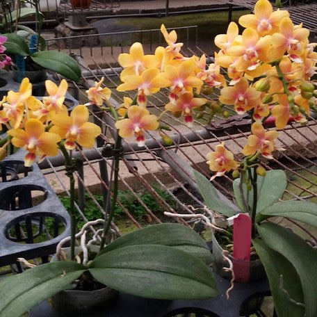 174012156835-Phal.%20Ron-E%20Glamor%20'3202'%20%E8%8A%B13.jpg