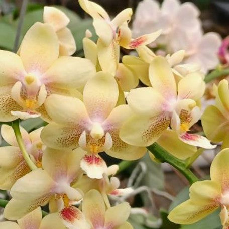 174012156863-Phal.%20Ron-E%20Glamor%20'3202'%20%E8%8A%B11.jpg