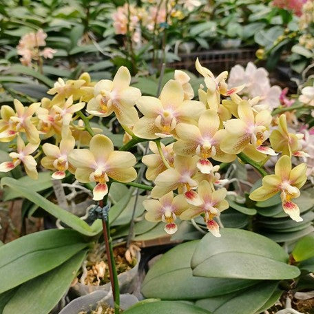 174012156870-Phal.%20Ron-E%20Glamor%20'3202'%20%E8%8A%B12.jpg