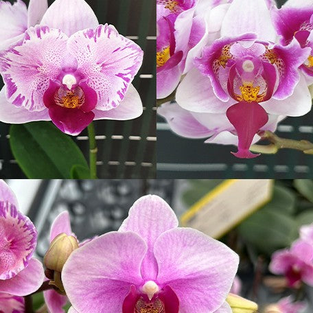 174035685687-Phal.%20Miki%20Splash%20Butterfly%20%E8%8A%B12.jpg