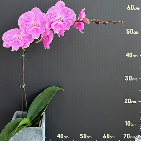 174039090830-Phal.%20Smile%20Festival%20%E8%8A%B14.jpg