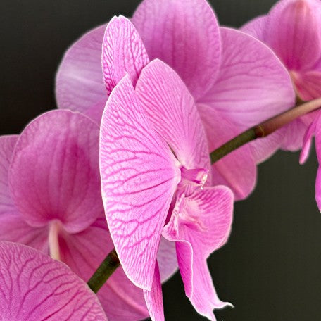 174039090868-Phal.%20Smile%20Festival%20%E8%8A%B12.jpg