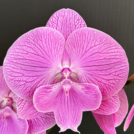 174039090893-Phal.%20Smile%20Festival%20%E8%8A%B11.jpg