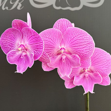 174039090899-Phal.%20Smile%20Festival%20%E8%8A%B13.jpg