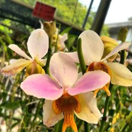 174039159148-Papilionanthe%20teres%20%C3%97%20sib%20%E8%8A%B12.jpg