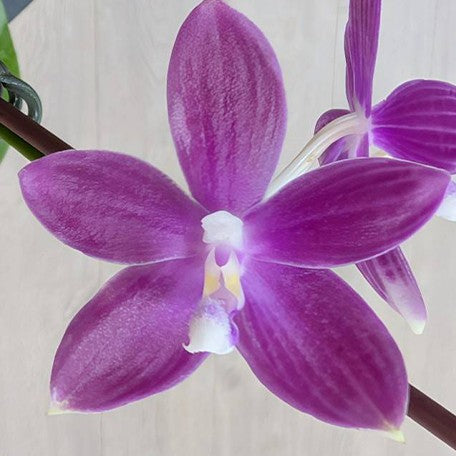 174053862045-Phal.%20speciosa%20'Miki%20Purple'%20%C3%97%20sib%20%E8%8A%B11.jpg